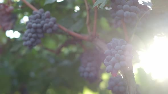 The Sun's Rays Shine Through the Bunches of Grapes