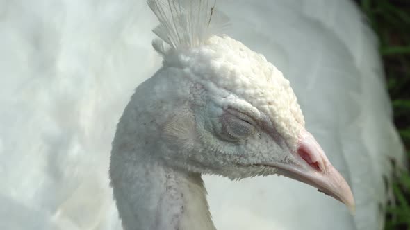 Close up head of white peacock