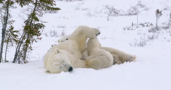 Wide shot of a Polar Bear sow and her two cubs resting as one cub plays and bites at her paw.