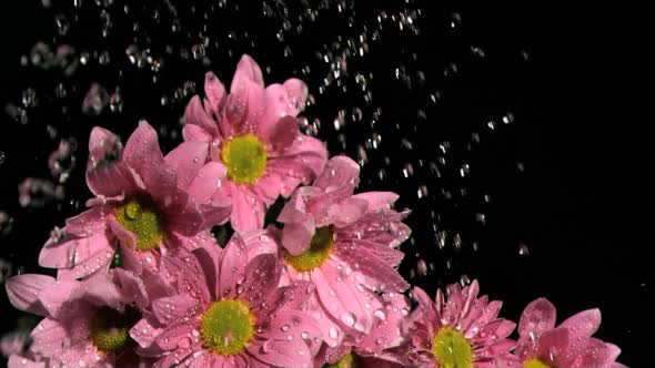 Downpour in super slow motion falling on beautiful flowers