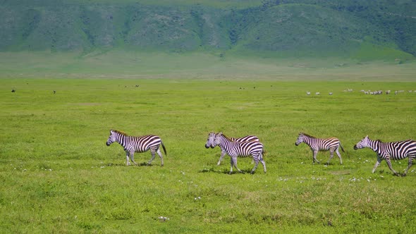 Zebras skew across a green field against the backdrop of a mountain range in African safari