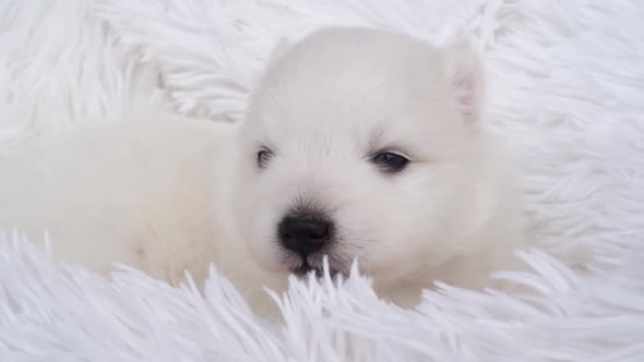 Cute White Japanese Spitz Puppy