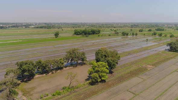 Rice Field and Agricultural Land in Indonesia