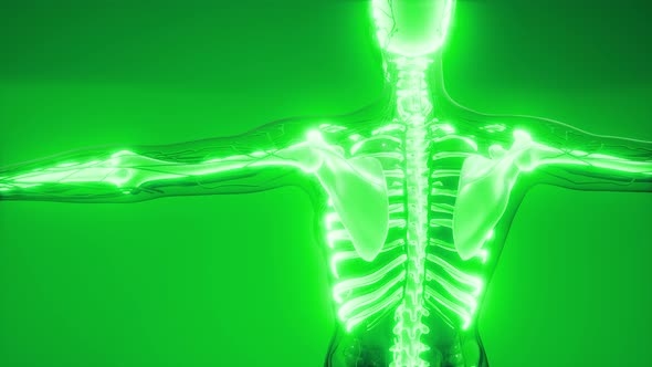 Transparent Human Body with Visible Bones alt