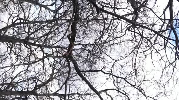 Vertical Video of the Forest with Trees Without Leaves