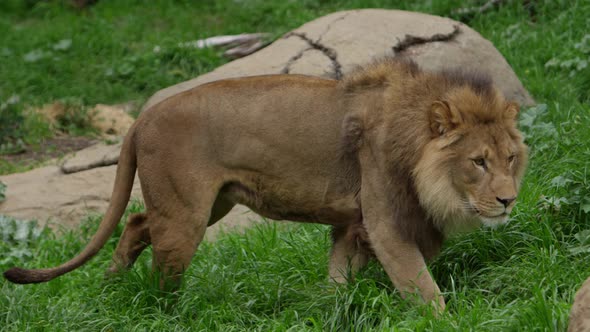 lion walks and steps up onto rock