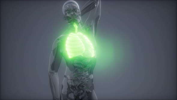 Human Lungs Radiology Exam alt