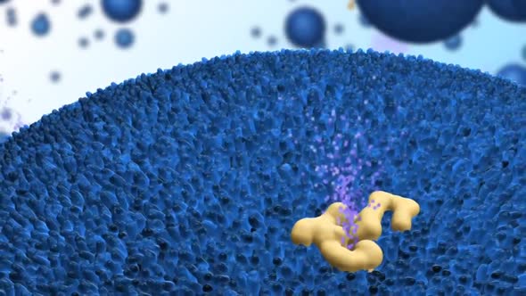 protein in the cell.receptors on the cells surface, metabolism