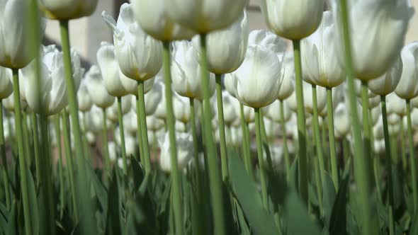 Lovely White Tulips in Green Foliage