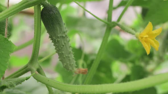 A Young Cucumber with a Beautiful Yellow Flower Hangs on a Branch