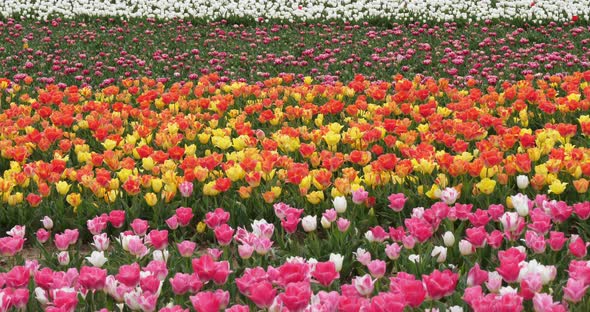 Tulips field in the Provence, Alpes de Haute Provence, France