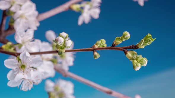 White Flowers of a Cherry Blossom on a Cherry Tree Close Up