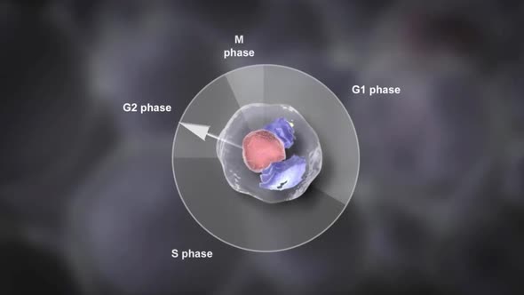 anmation of Interphase Nucleus In Cell