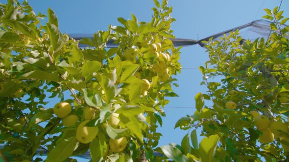 Bunch of Ripe Apples Hang on Tree Branch Against Blue Sky