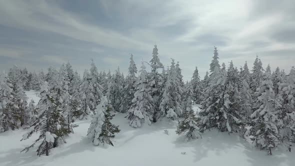 Winter Forest