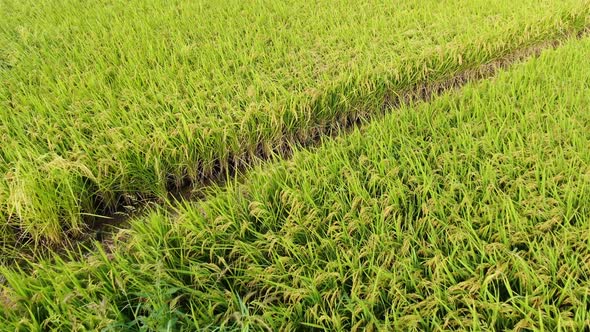 Autumn Field Grain Unmanned Closeup Aircraft