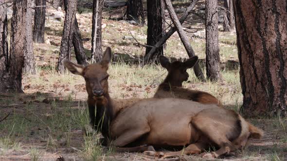 Female elks in the pine forests of the Grand Canyon, South Rim, Arizona, USA