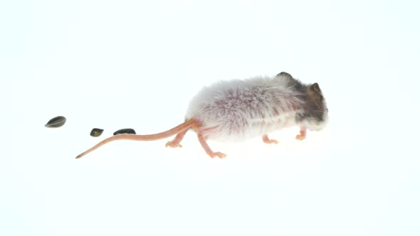 Decorative Mouse Isolated on a White Background in Studio