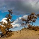 Lake Baikal beach. Siberia. Blue sky, moving clouds, sand, trees - VideoHive Item for Sale