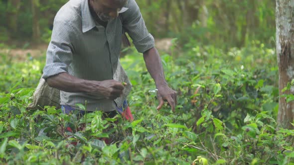 Local Worker in Shirt Gathers Green Leaves Holding White Bag