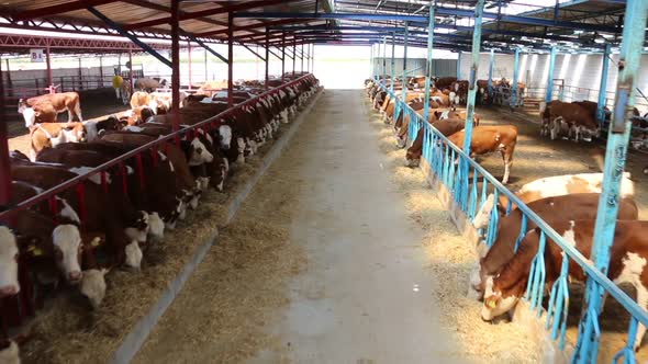 Simmental calves eating in the barn.