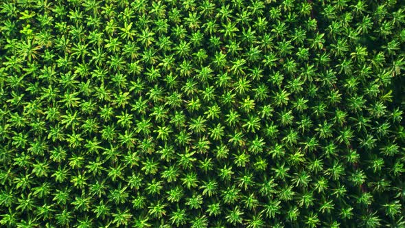 4K : Aerial view over a palm trees. palm plantation