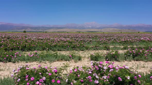 Rose Field