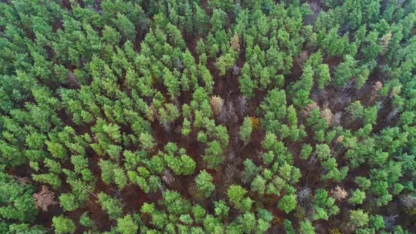 Forest Scenery Aerial