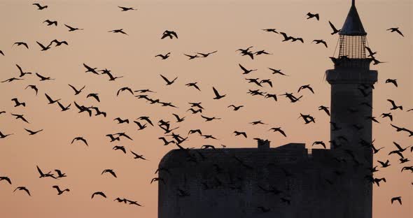 Group of Cormorants flying over Aigues Mortes  in France