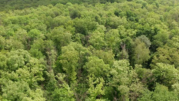 Green Forest