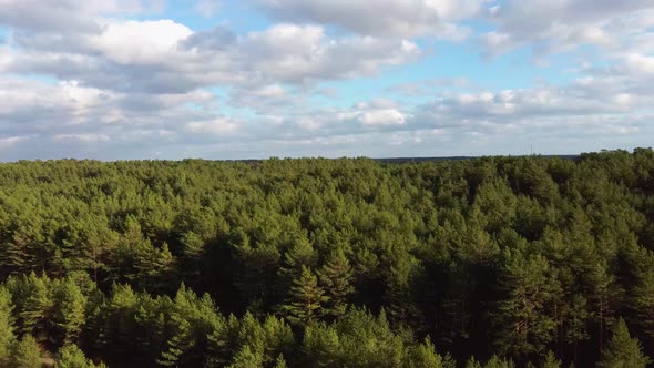 Green Pine Wood Top View in Pine Wood Park on Forest Trees Sunny Day. Aerial 4K Video	