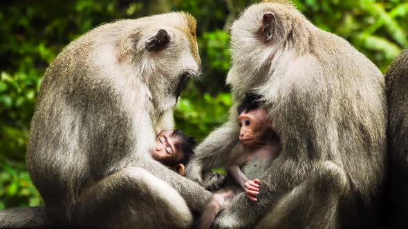 Monkeys in the Forest in Bali