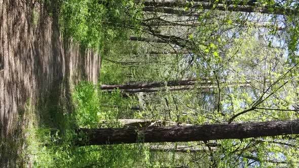 Vertical Video of Green Forest During the Day