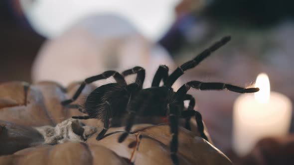 Large Tarantula Sitting on Pumpkin Over Blurred Background