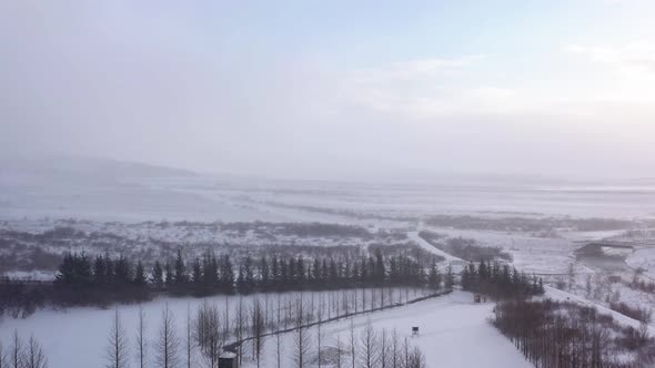 Bare Trees In Misty Winter Forest Covered With Snow - aerial pullback
