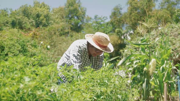 Asian elderly women farming Grow organic vegetables to cook at home.