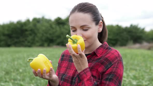 The farmer holds fresh fragrant yellow pepper in his hands. Farm organic vegetables, farming concept