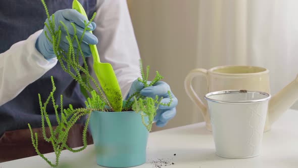 Female Hands Transplanting House Plant to a New Pot Close Up