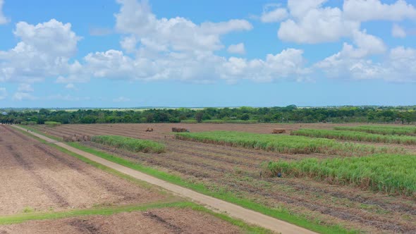 Sugar cane harvest. Aerial forward