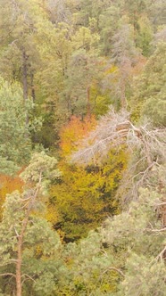 Vertical Video Autumn Forest with Trees By Day Slow Motion