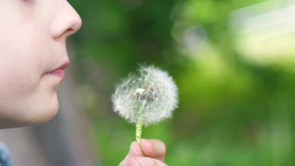 close-up face of a caucasian boy 7-8 years old blowing on a dandelion. cheerful cute child holds in 