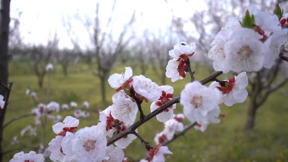 Apricot Tree 4