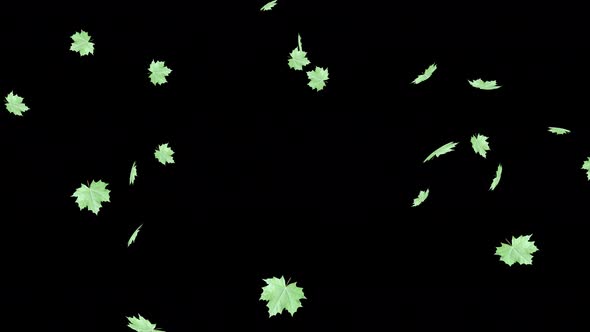 Green maple leaves isolated on a dark background in the wind.