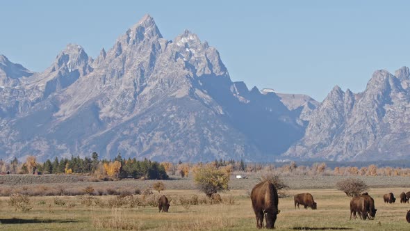 Bison grazing  in grassy field with the Grand Teton mountains