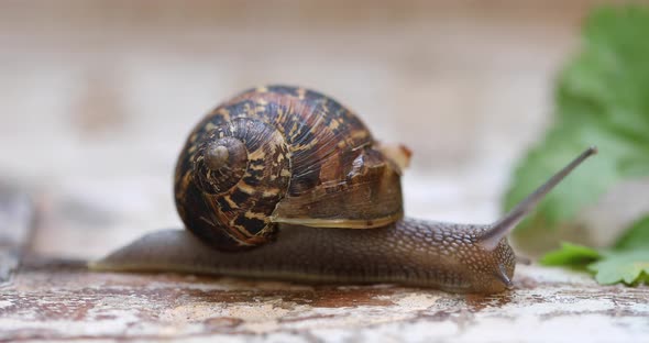 Edible snail creeping on wood