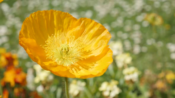 Boreal Iceland Poppy flowering orange  plant  in the garden 4K 2160p 30fps UltraHD footage - Papaver