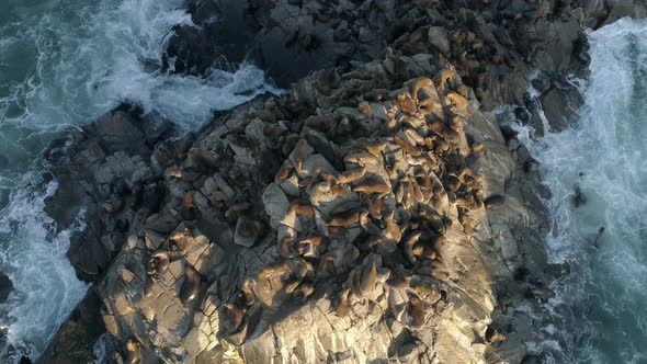 Colony Of South American Sea Lions Resting On Coastal Cliffs Of Chile. Topdown Shot