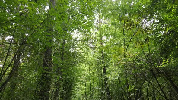 Slow Motion View of Green Forest By Day