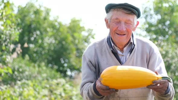 Grandpa Farmer Holds a Pumpkin in His Hands He is Happy and Smiling