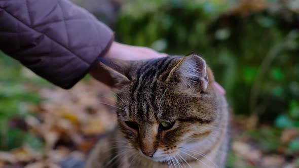 A Hand Caresses a Tabby Cat in the Forest